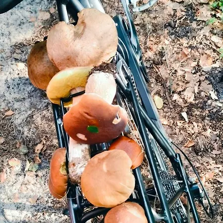 Niebiański Zakątek Dom wakacyjny